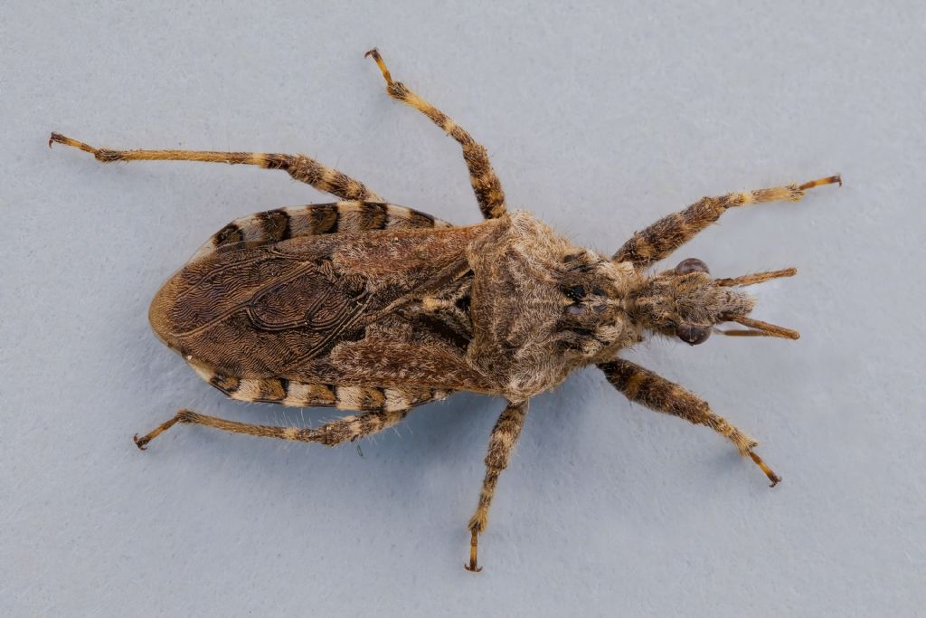 Reduviidae - Coranus griseus